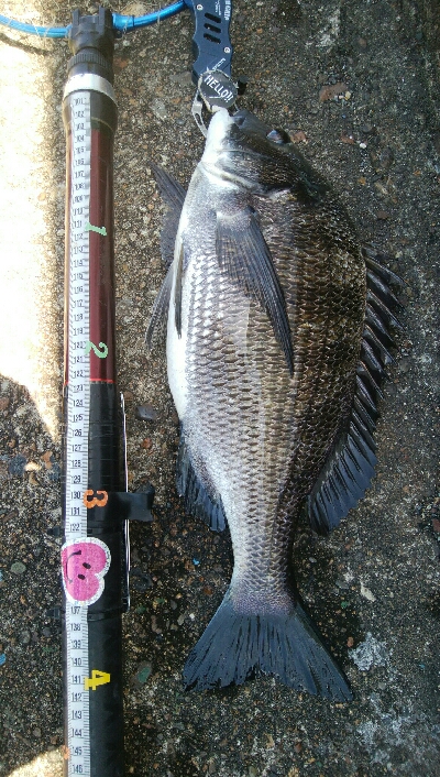 『釣りデビュー♡』222日目