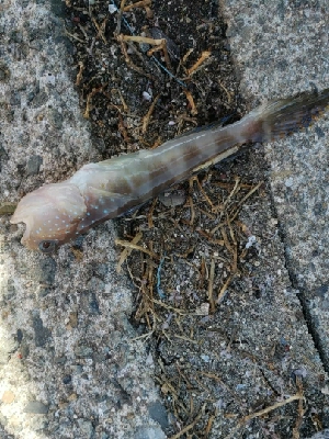 暑い。。雨の前に。
