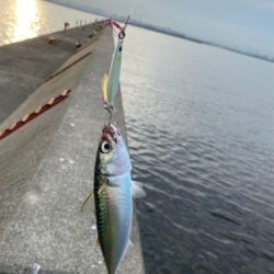 小鯖コサバ小鯖