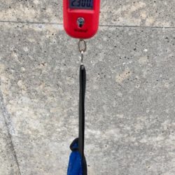 台風明けHC蛸散歩。11杯。。。