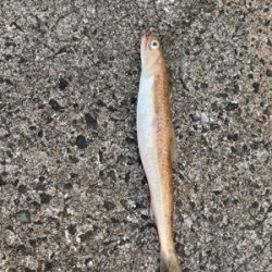 当たりは多かったけど