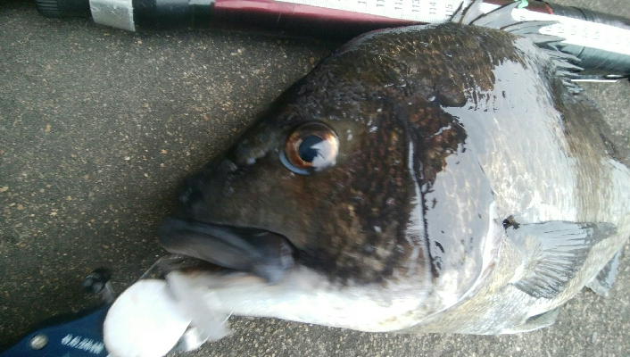 『釣りデビュー(≧∇≦)』223