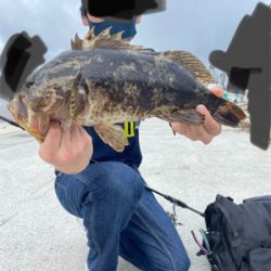 夏ベッコウゾイ