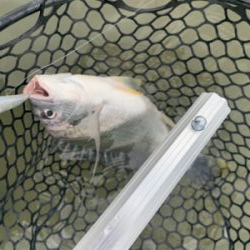 チニングでナイスキビレ