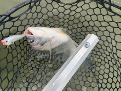 チニングでナイスキビレ