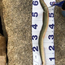 ルアーでうなぎ