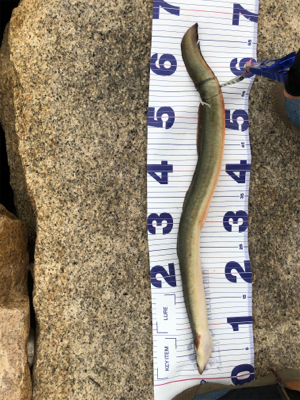 ルアーでうなぎ