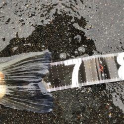 セットアッパーすごい!