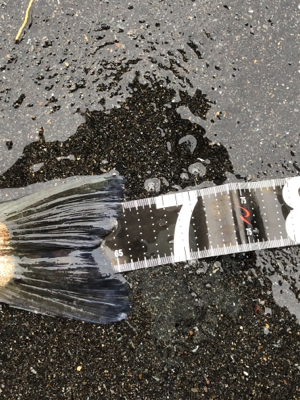 セットアッパーすごい!