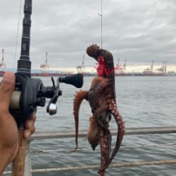 雨降り前のHC蛸散歩。4杯。。