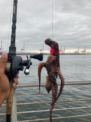 雨降り前のHC蛸散歩。4杯。。