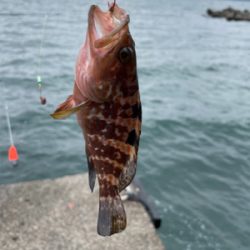 アジ　キス　アオリ調査