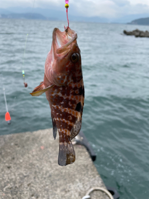 アジ　キス　アオリ調査