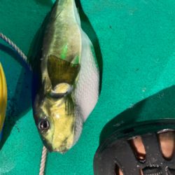 和歌山イカメタル