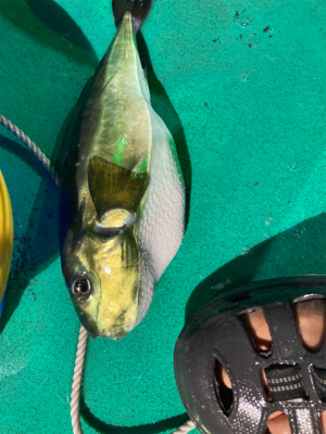 和歌山イカメタル