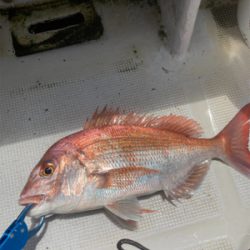 一つテンヤぼろ負け