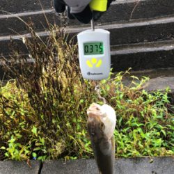 朝活！ライトショア！！