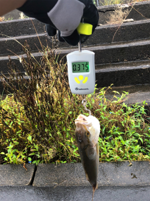 朝活！ライトショア！！