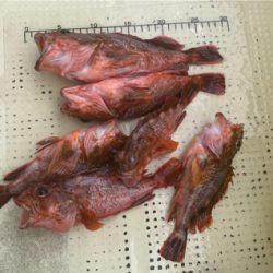 アジ　ガシラ　たかみ丸