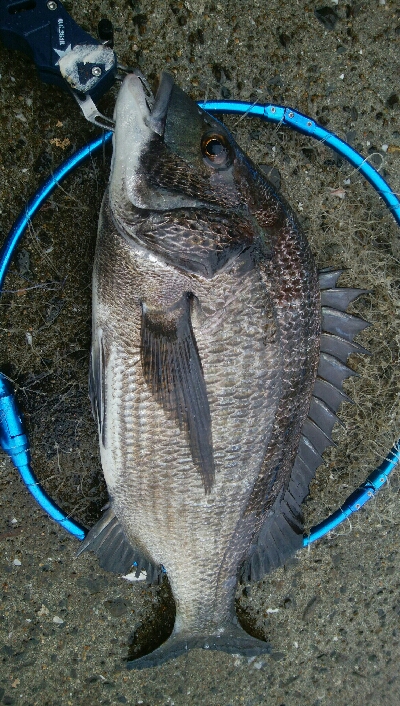 『釣りデビュー(^_-)』225日目