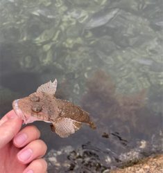 チニングのはずが