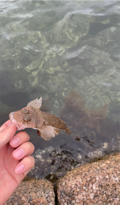 チニングのはずが