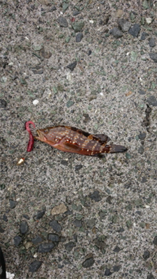 あの手この手で