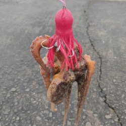タコ釣り