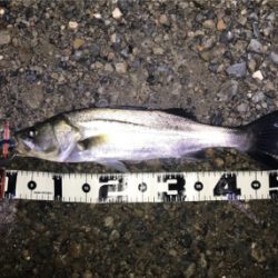 雨での増水時に良型GET