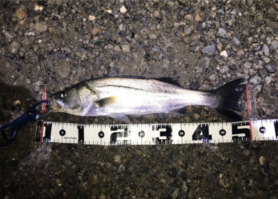 雨での増水時に良型GET