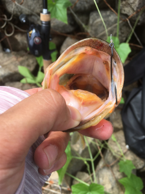 真昼間の布目ダム