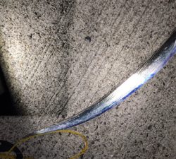 アジ釣りいったのにT^T