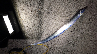 アジ釣りいったのにT^T