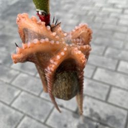 やっと、晴れ間が!