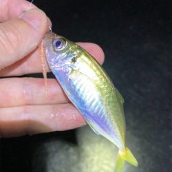 ライトゲーム、アジ・メバル