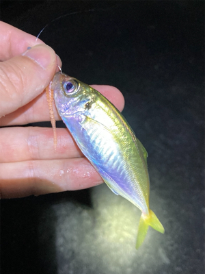 ライトゲーム、アジ・メバル