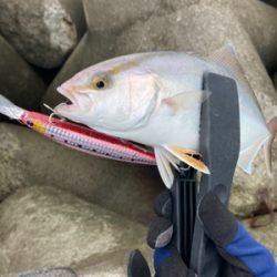 ライトショアジギング