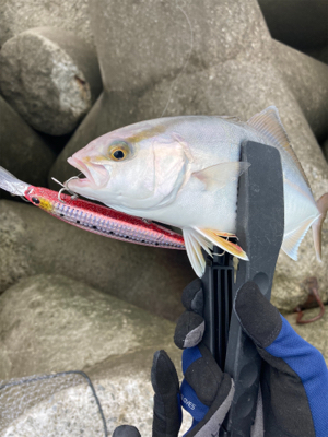 ライトショアジギング