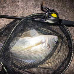 夜中は釣れないけど、日が出ると入れ食い。