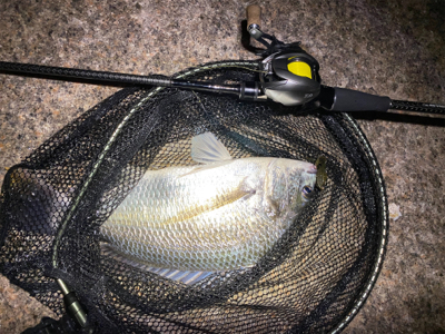 夜中は釣れないけど、日が出ると入れ食い。