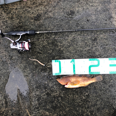 2021 佐渡ヶ島ライトゲーム