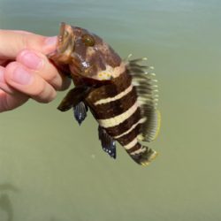 大雨後のキス釣り
