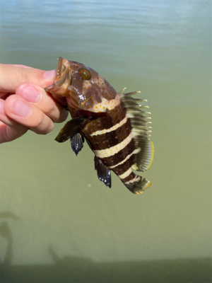 大雨後のキス釣り
