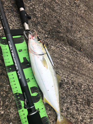 ショアジギング