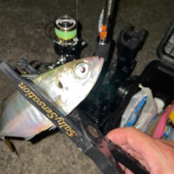 雨の合間にアジングナイト