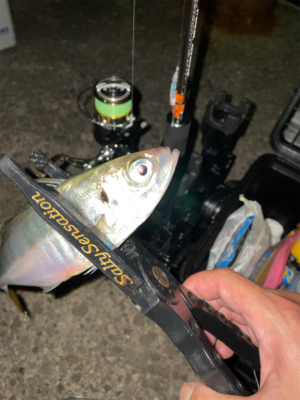 雨の合間にアジングナイト