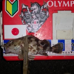 アジング練習　314 ABU スローテーパーロッド