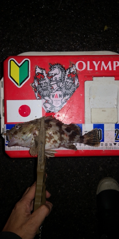 アジング練習　314 ABU スローテーパーロッド