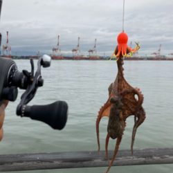 雨&強烈水潮。何とか仔蛸5杯。。