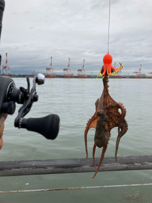 雨&強烈水潮。何とか仔蛸5杯。。